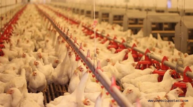 Rusya Türkiyeden Giden Tavuk Etini Ülkesine Sokmadı