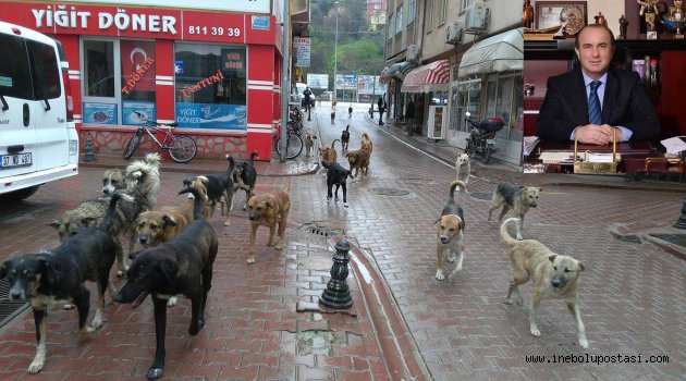 Uzuner'den 'Sokak Hayvanları' açıklaması
