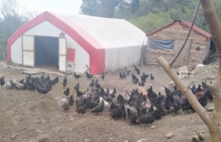 Çiftlikten horoz ve tavuk çaldılar